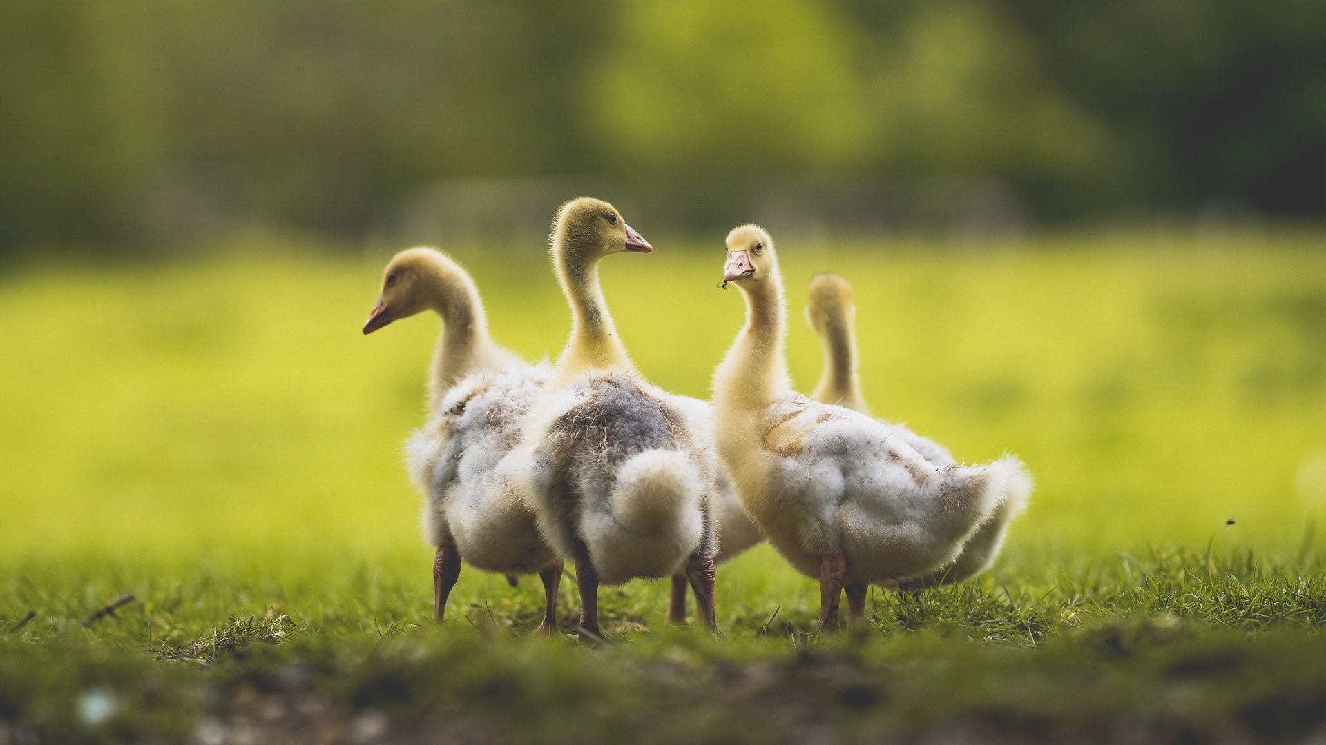 奇迹降临，当安哥拉在抢七最后0.8秒改写一切