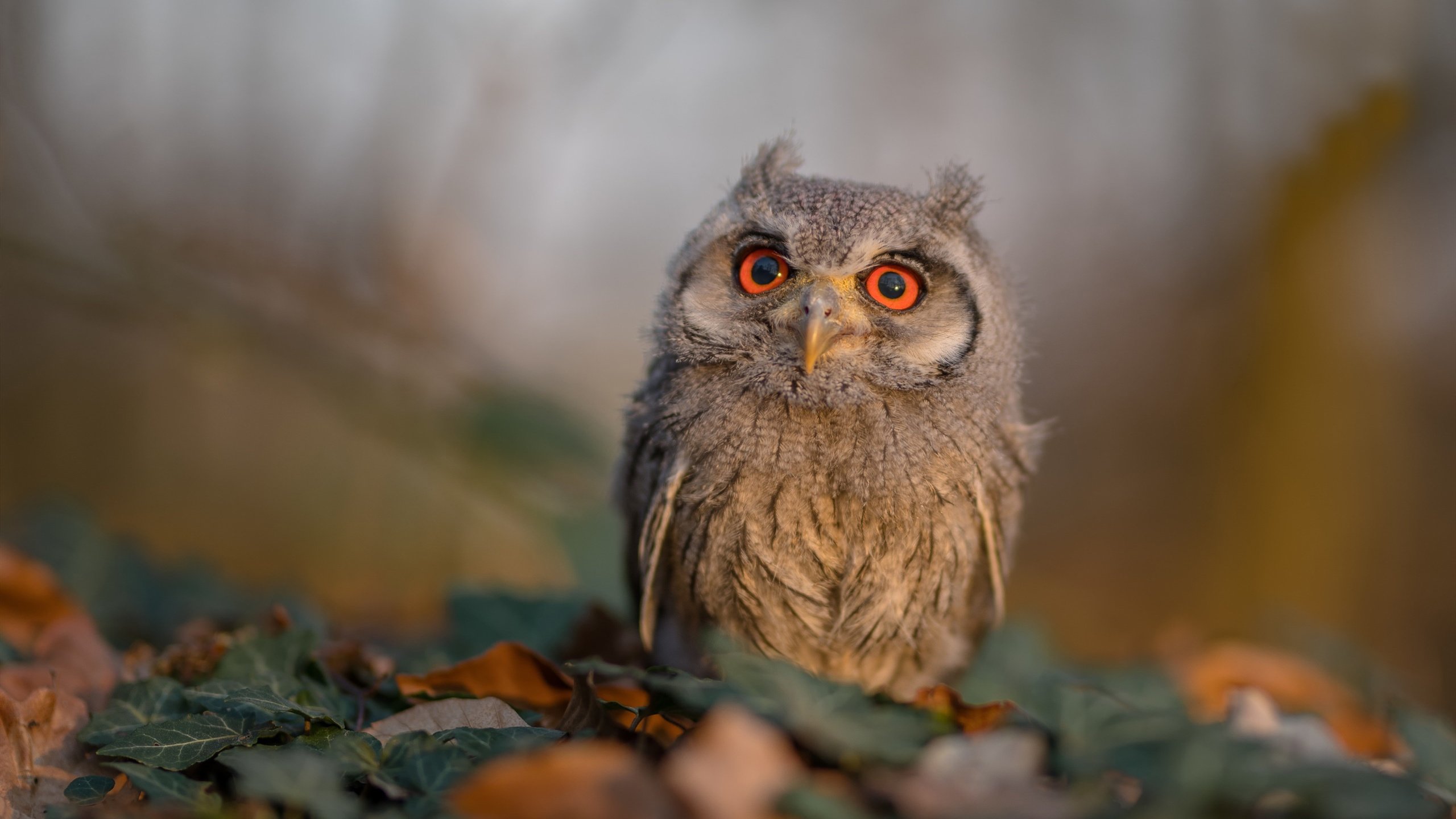 开云sport-1.王者降临！努涅斯狂暴压制，沙特屠龙摩纳哥创历史