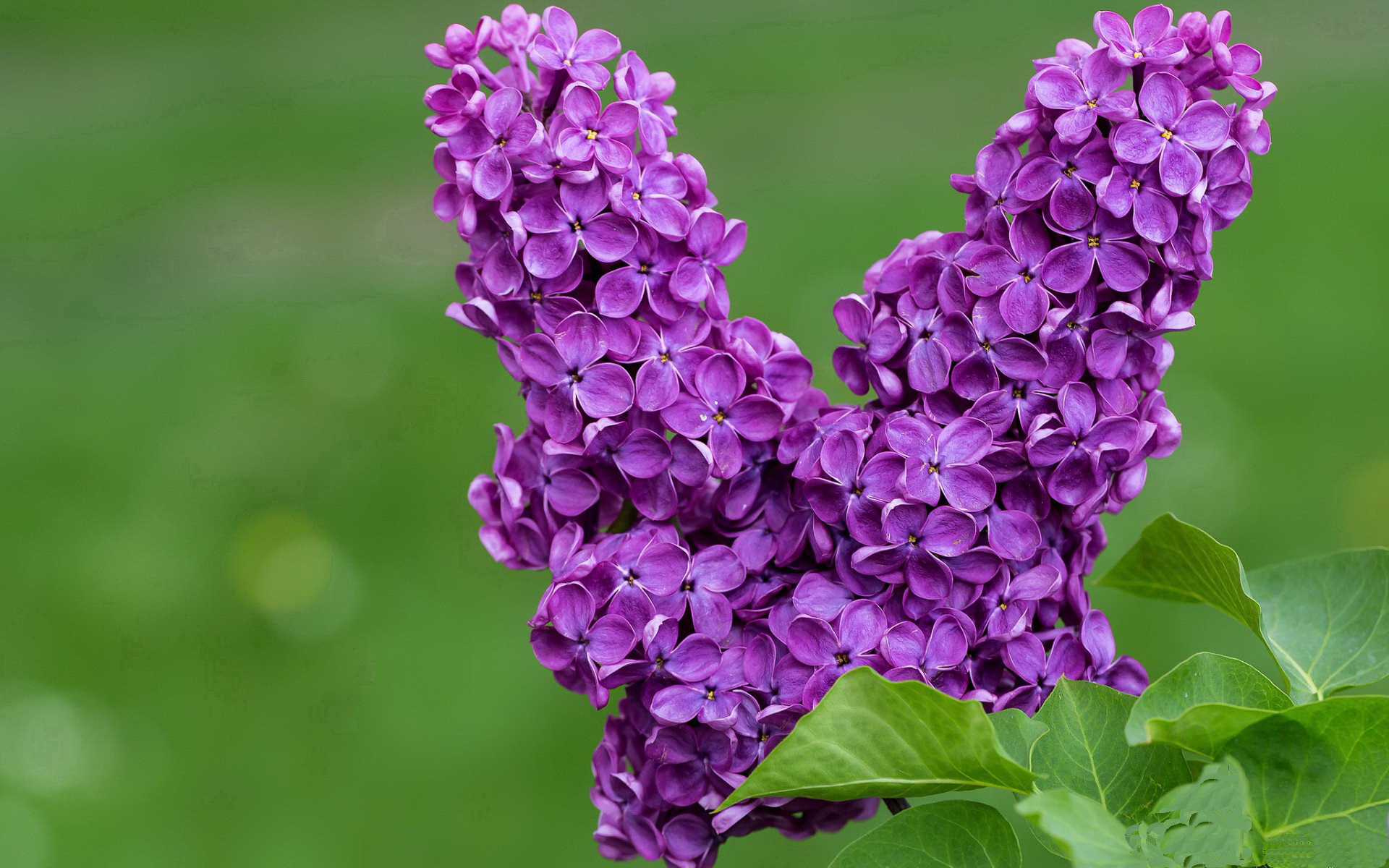 金球与王朝，本泽马的璀璨救赎与西班牙的生死战突围