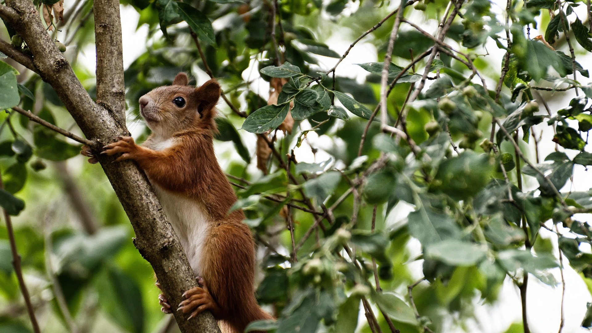 绿茵烽火燃尽赛道，当本泽马驾驶红牛，智利奇迹在摩纳哥弯道上演