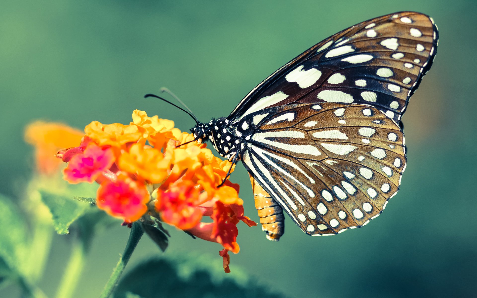 开云下载-独角兽的复仇，切特用攻防两端的统治力向联盟宣告新时代已至