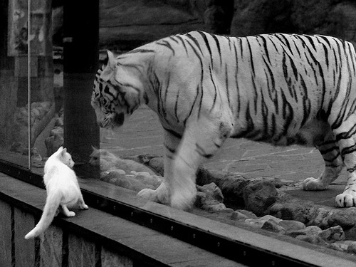 从伯纳乌到多哈，莫德里奇的双线战争与足球的永恒韧性