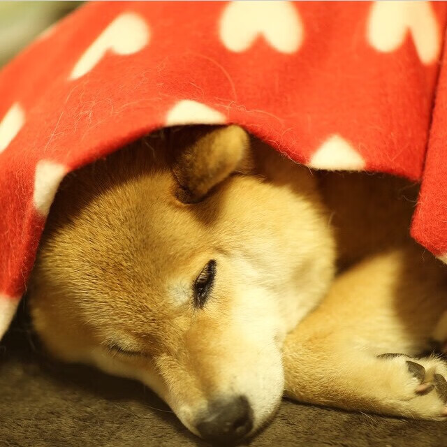 开云官网-当代体育的终极答案