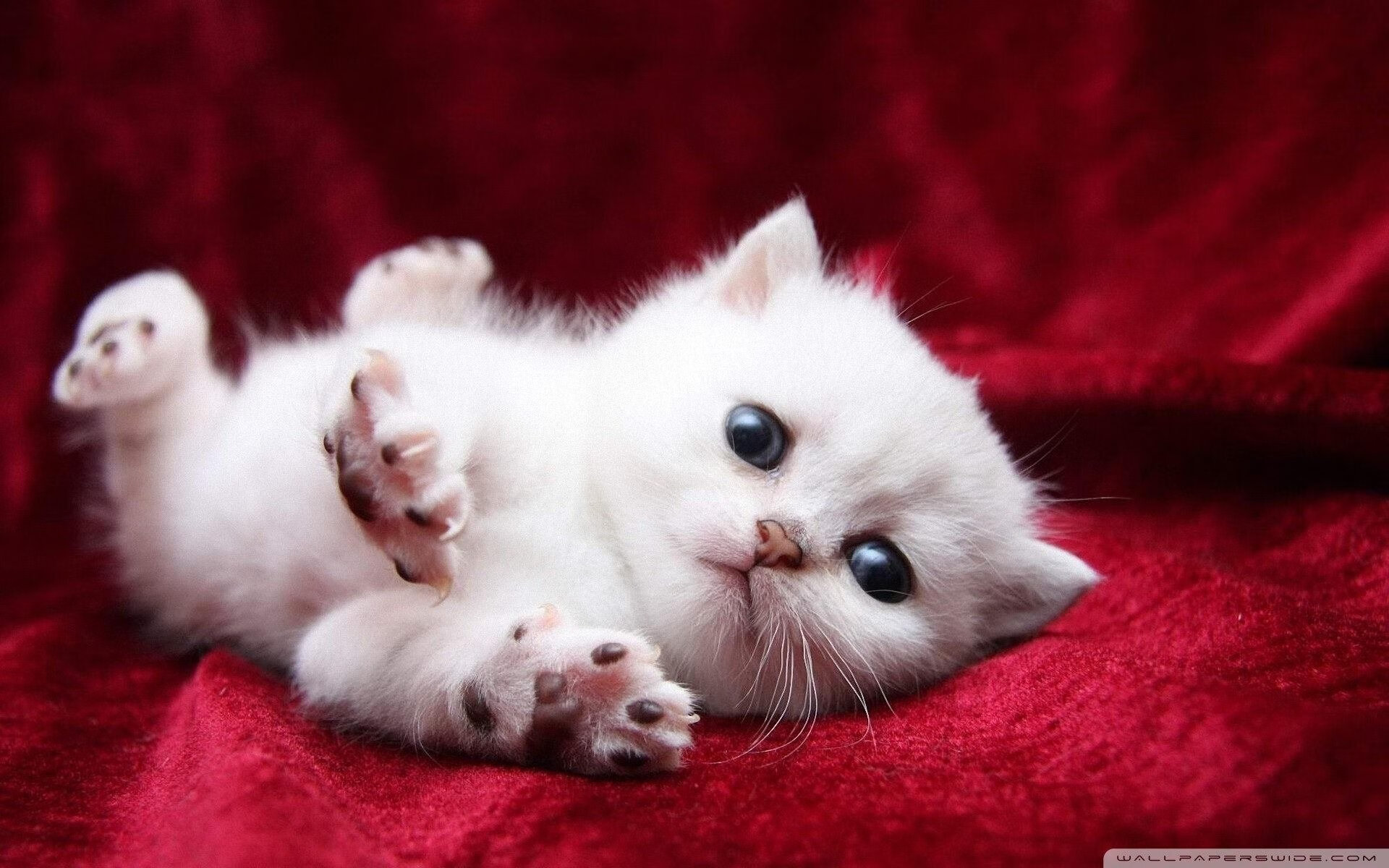 开云体育官网-最后的舞步与浴火一击，苏亚雷斯在王子公园球场的唯一性救赎