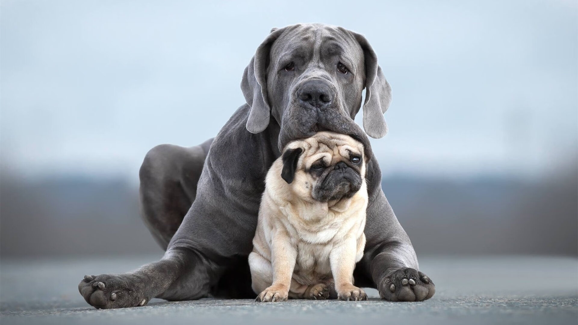 唯一性战术棋局曼城封锁比利时核心,赖斯一子定乾坤,当精密机器遇见胜负手