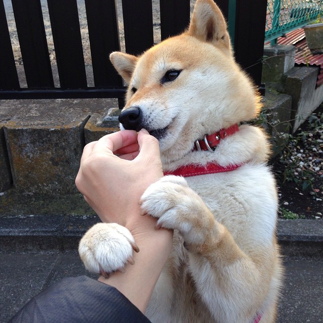 布克铁索横江！防守蜕变引领广厦跨联盟擒鹈鹕