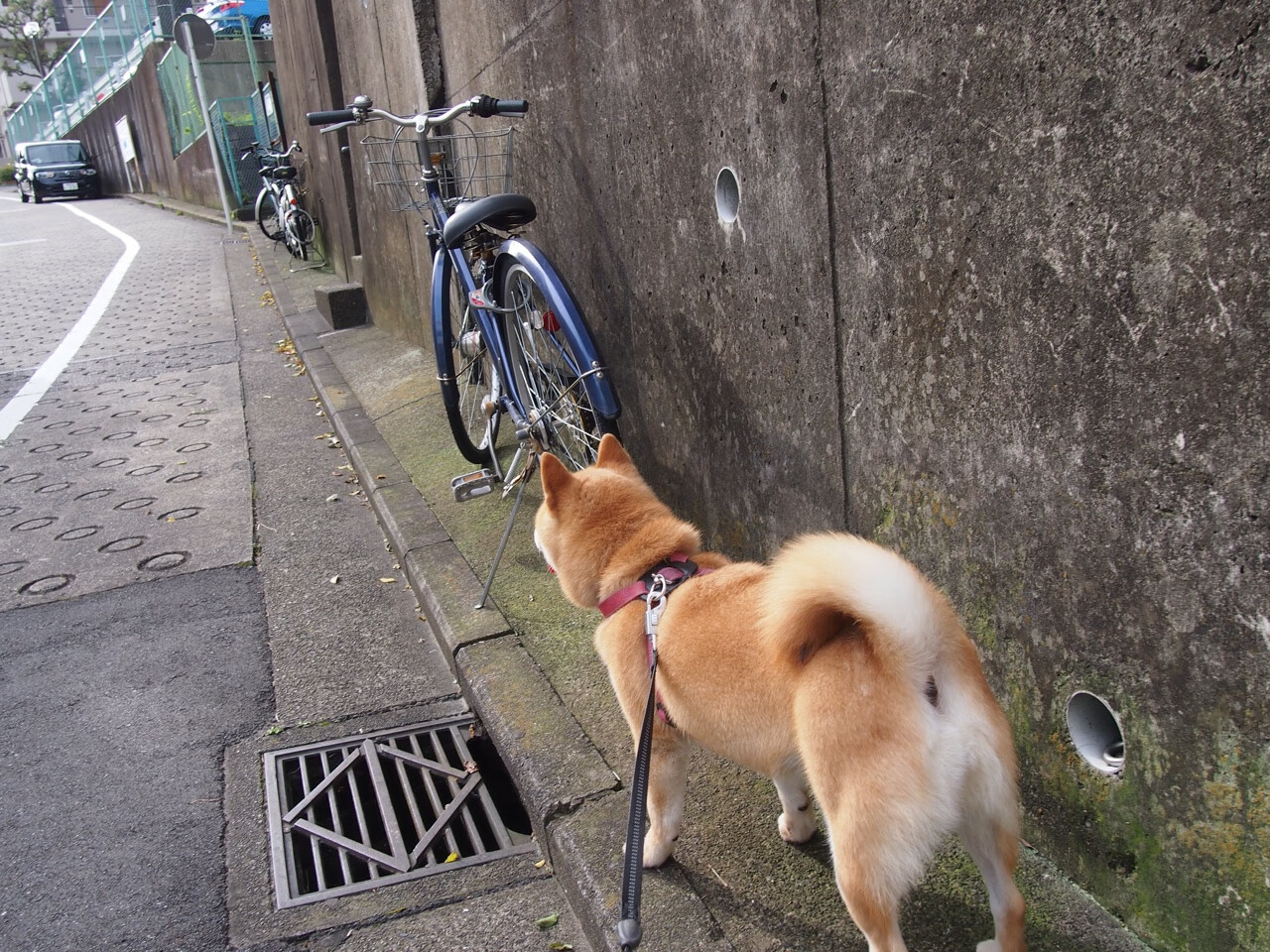 舞台越大越强，从西亚卡姆到浙江队的胜利哲学
