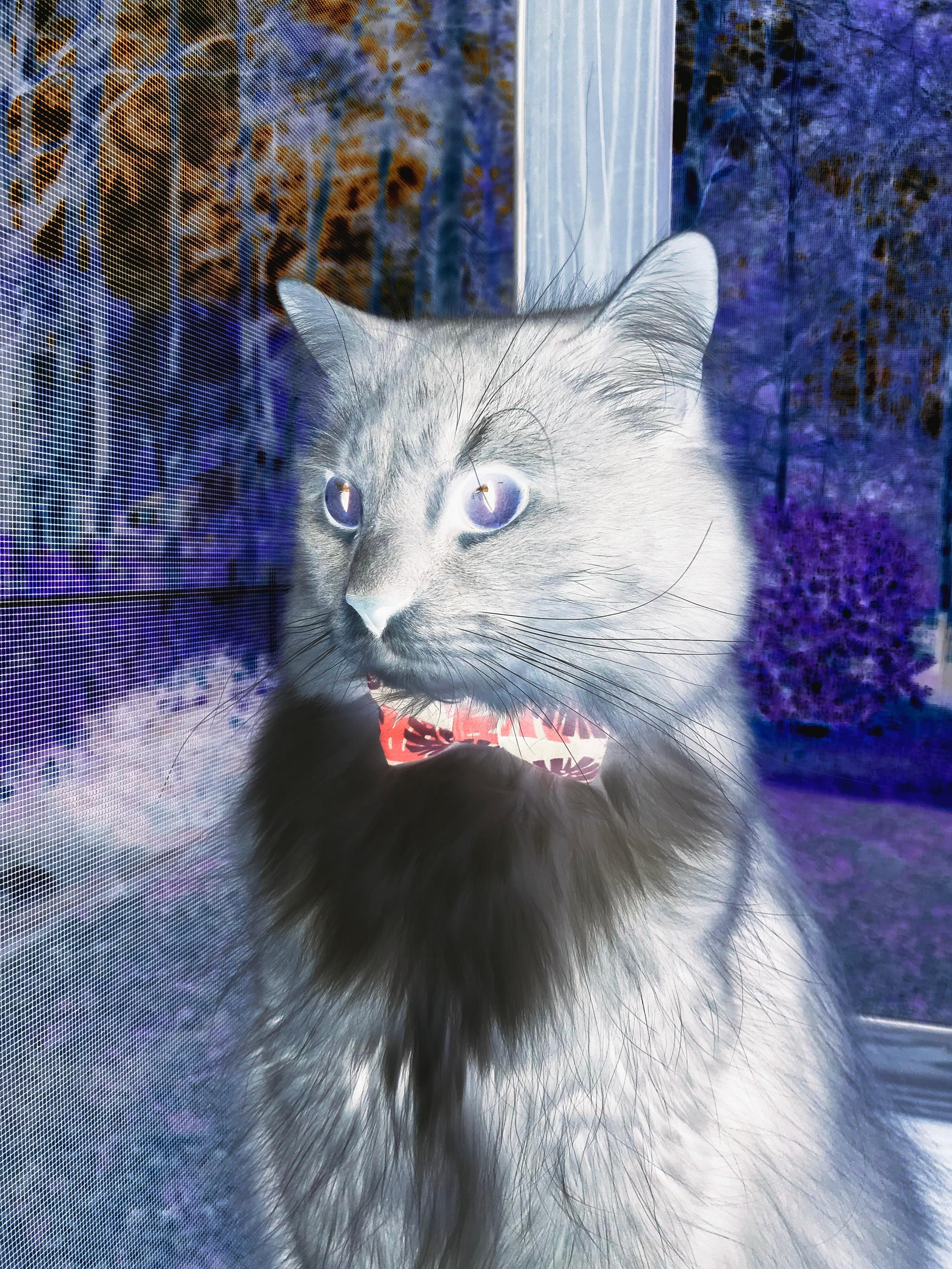 开云下载-长矛对枪炮，尼克斯关键战突围鹈鹕，莫兰特节奏掌控制胜