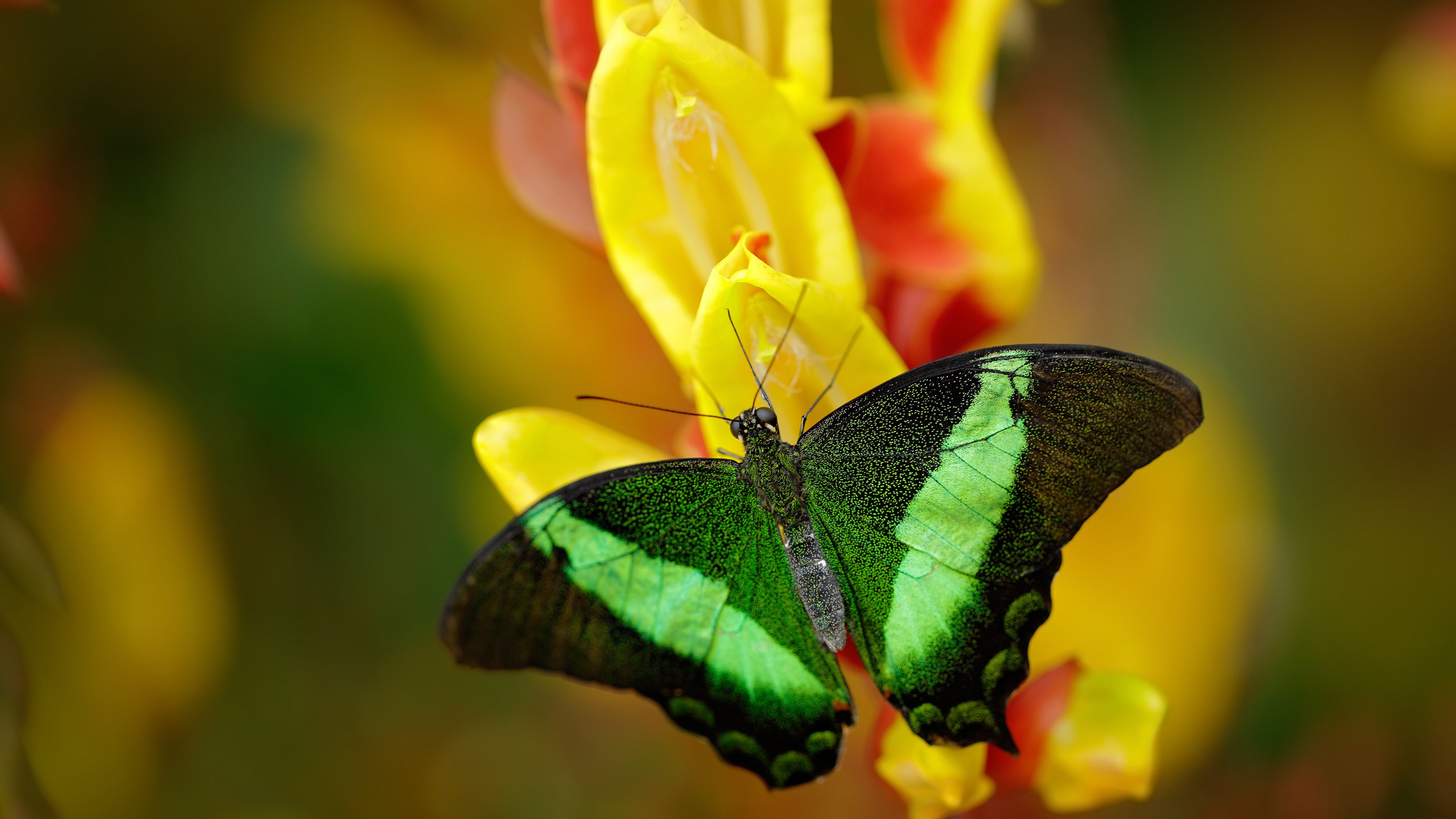 开云体育官网-小国巨人的逆袭,从日本压哨绝杀巴萨到C罗率队颠覆德甲格局