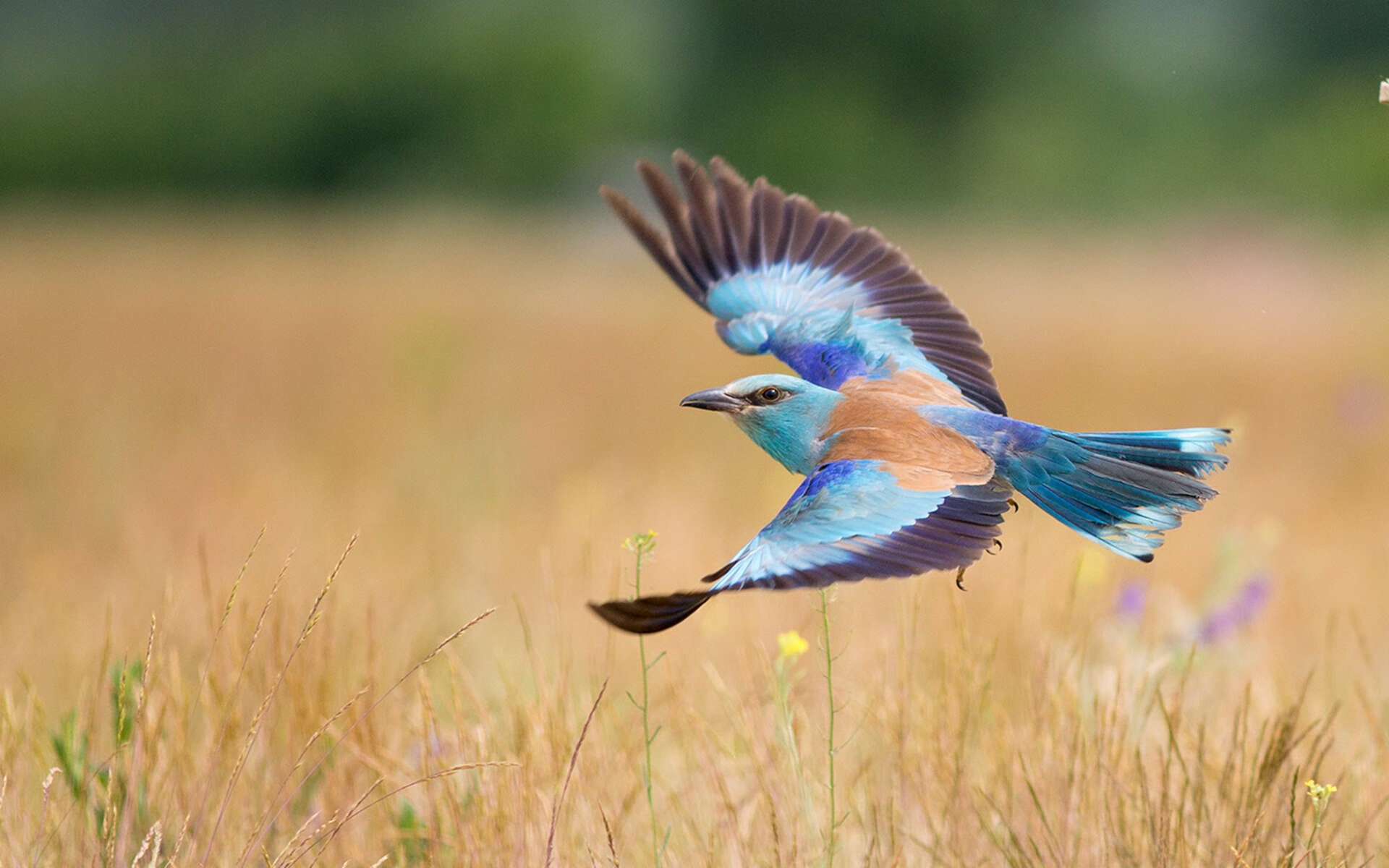 鹰袭布鲁克林,当杨少侠打穿三巨头的冠军梦