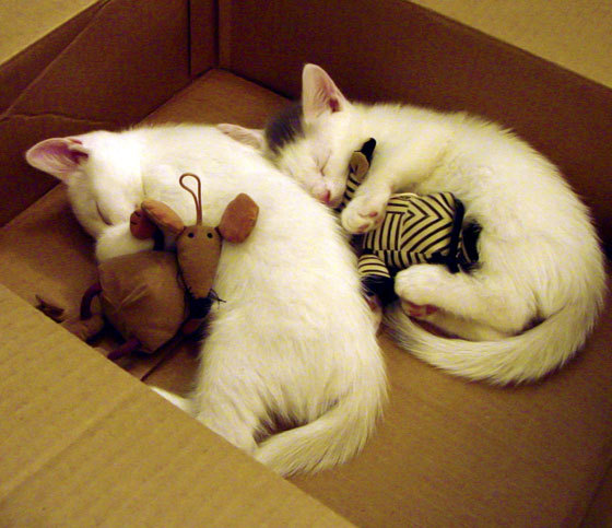 绿茵之外的终场哨，当奥利维耶的爆发成为伊拉克刺向足球霸权的一剑