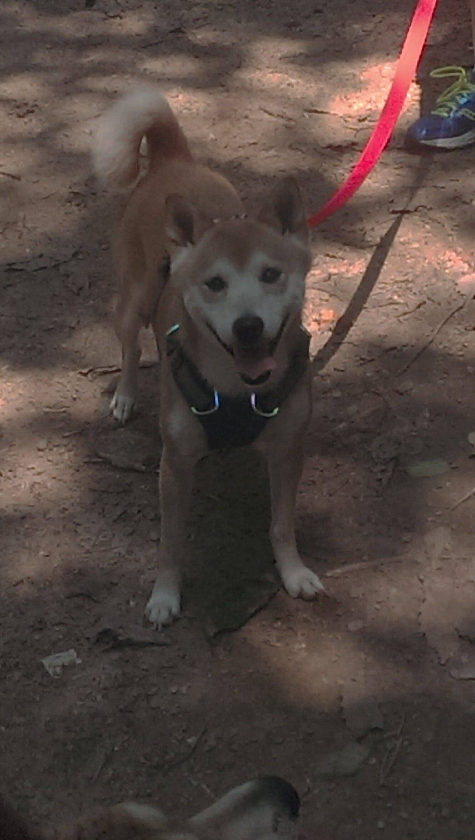 开云体育官网-京多安手术刀式传球撕碎防线,马赛惊险晋级彰显老将价值