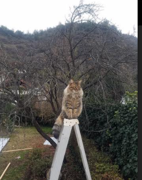 开云体育APP下载-杜兰特斩断金色黄昏，当太阳陨落时，一个孤胆王者的归位