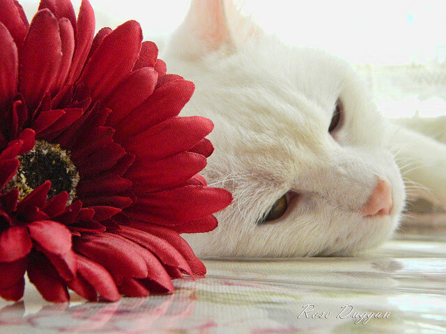 加勒比海风遇见地中海浪，阿什拉夫钢铁之躯铸就的胜负回合