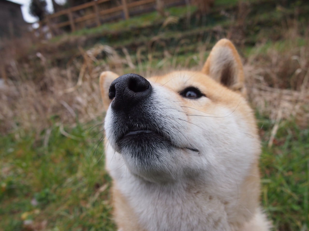 橙衣大脑与桑巴洪流，加克波的转换艺术与巴西的横扫风暴
