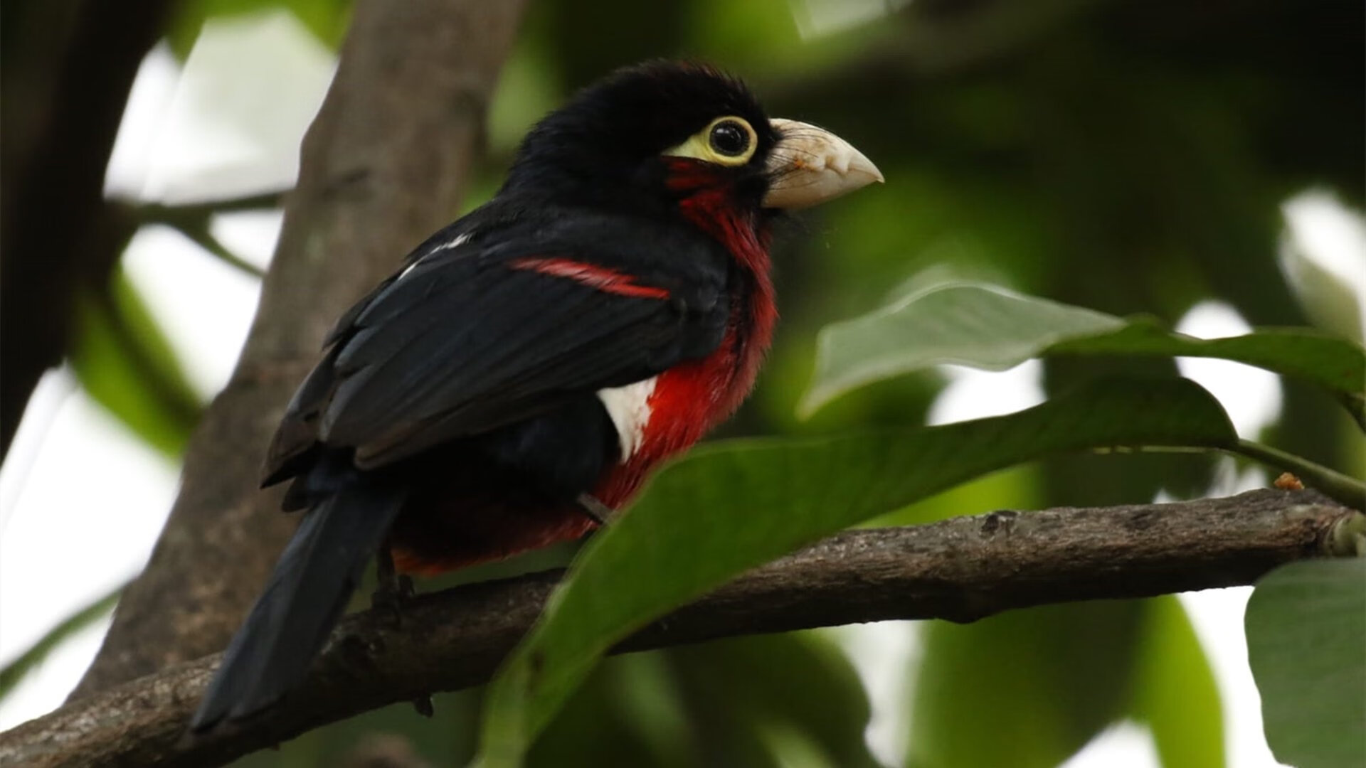 老鹰闪击太阳！拉文引爆完美风暴，客场速胜诠释篮球艺术