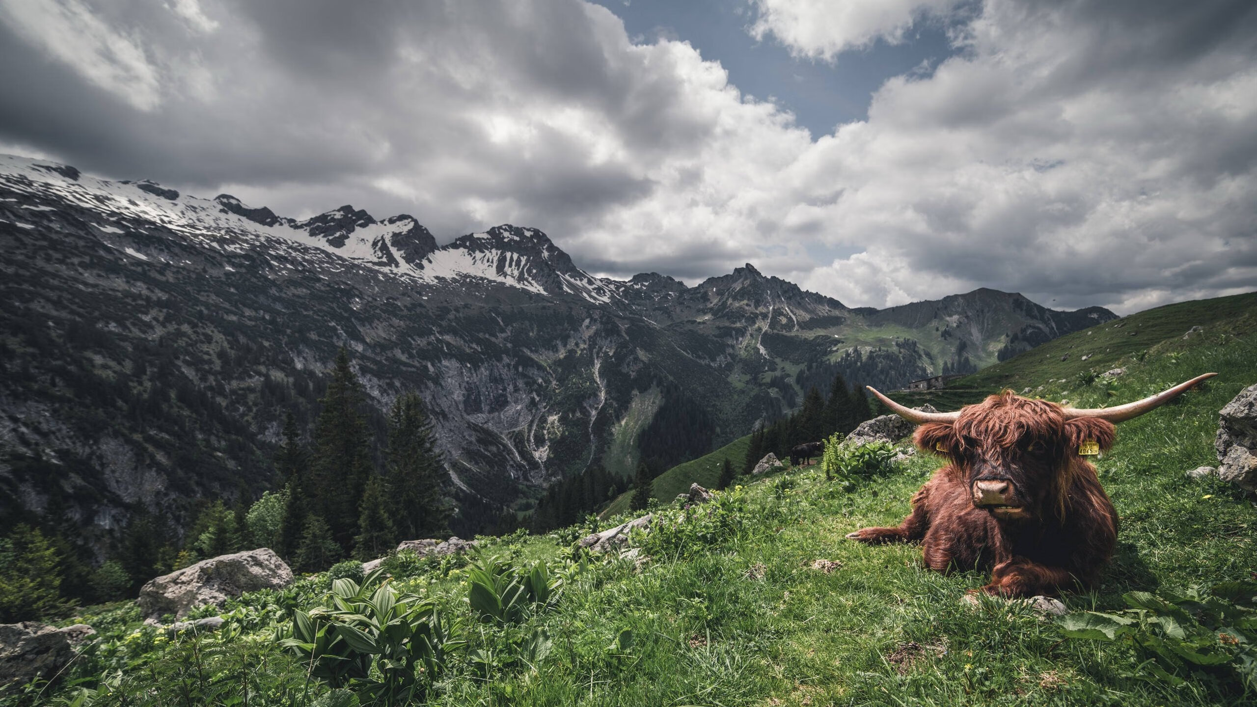 篮球场上的欧冠时刻，杰伦·格林如魔术般击溃鹈鹕